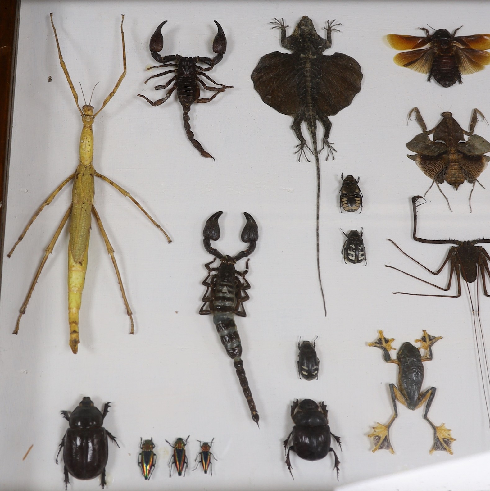 Entomology and Herpetology- insect, scorpion, flying lizard, tree and frog specimens in a large glazed case, 49.5 cm x 76 cm